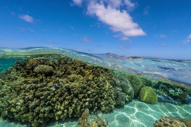 Reef Discovery Half Day Group Signature Tour - Eagle rays, sharks, and stingrays add variety