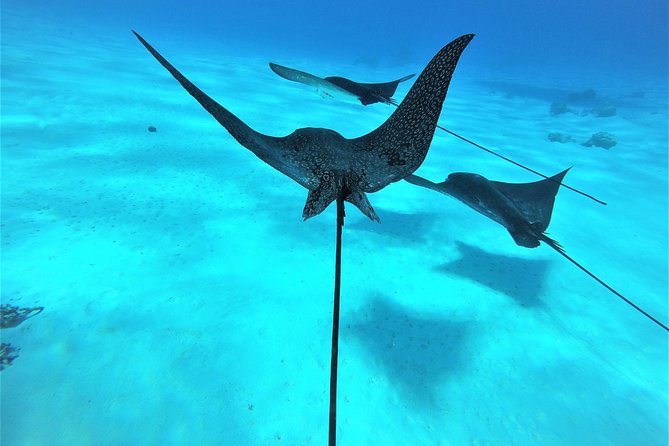 Reef Discovery Half Day Group Signature Tour - The guide can make or break the morning