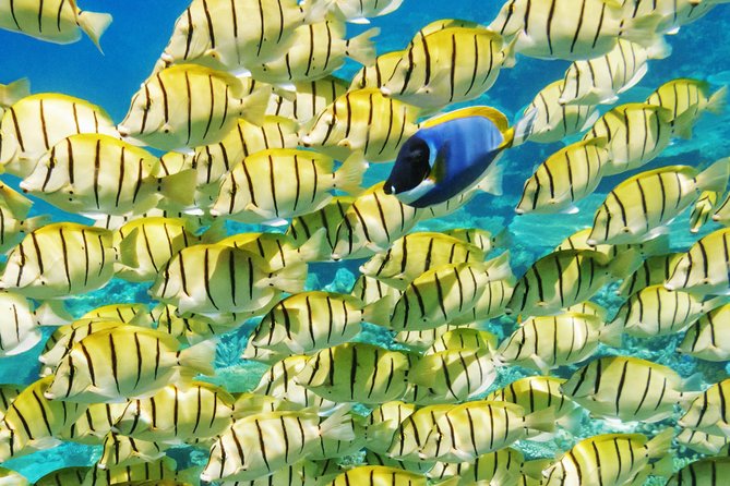 Reef Discovery Half Day Group Signature Tour - What the boat setup means for comfort