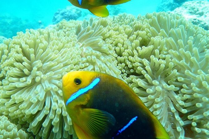 Reef Discovery Luxury Private Snorkeling Lagoon Tour - Warm, shallow water for a relaxed snorkel