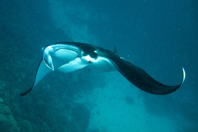 Reef Discovery Luxury Private Snorkeling Lagoon Tour - A naturalist guide who adjusts the day
