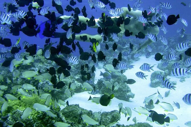 Reef Discovery Private Full Day Lagoon Tour & Water Lunch - Who will enjoy this Bora Bora outing most