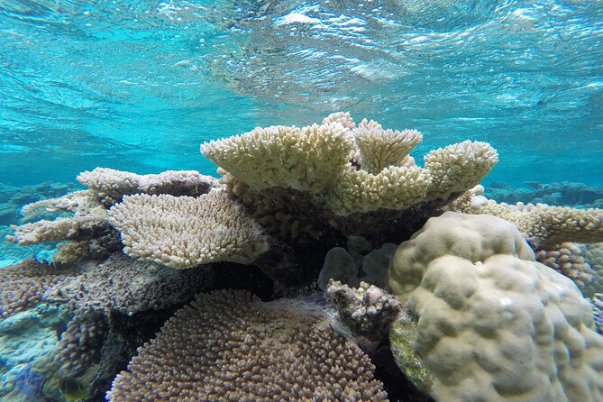Reef Discovery Private Full Day Lagoon Tour & Water Lunch - My take on the overall experience