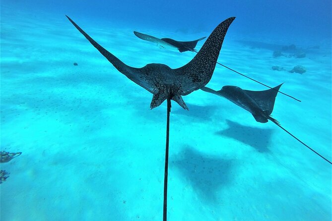 Reef Discovery Private Full Day Lagoon Tour & Water Lunch - What the marine life can add to the day