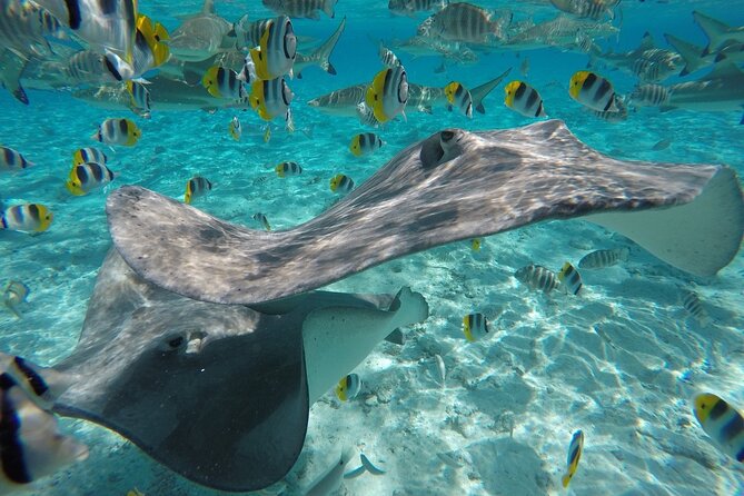 Reef Discovery Private Half Day Lagoon Tour - What the boat experience adds