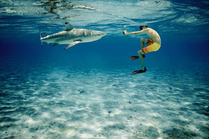 Reef Discovery Private Half Day Lagoon Tour - Who gets the most value from the $783.76 price