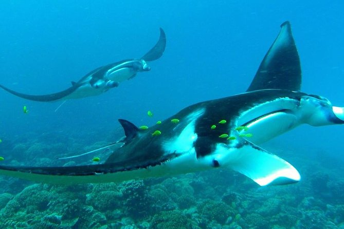 Reef Discovery Private Half Day Lagoon Tour - Morning and afternoon options, from two to four hours