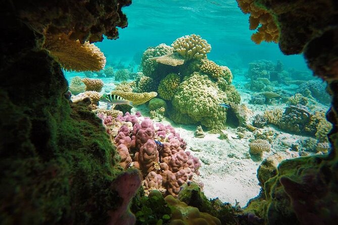 Reef Discovery Private Treasure Hunt - Why the treasure hunt works better than a standard lagoon outing