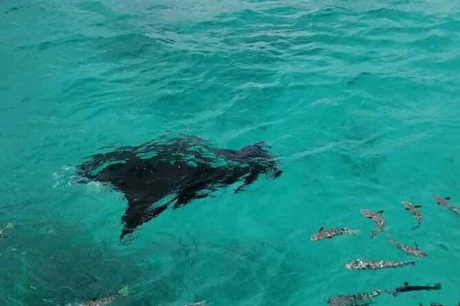 Reef island private tour - Why the reef island feels unlike Rangiroa’s usual postcard