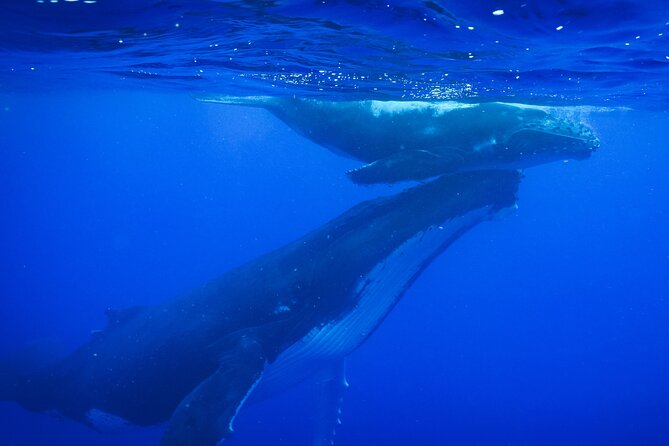 Respectful whale excursion to Tahiti in 4h30 - Key points before you book