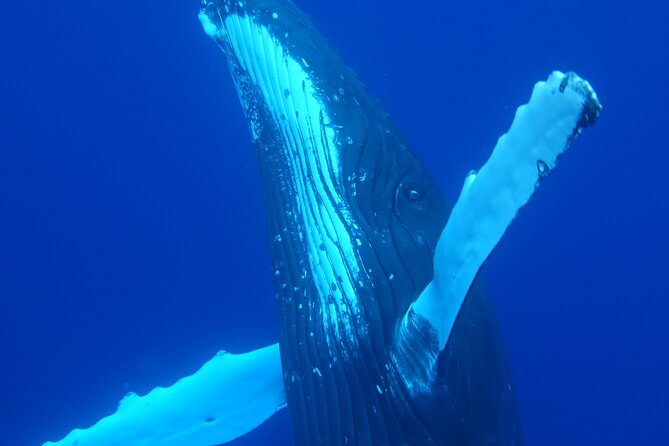 Respectful whale excursion to Tahiti in 4h30 - Spinner dolphins before the offshore search