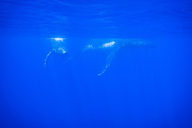 Respectful whale excursion to Tahiti in 4h30 - Four hours looking for humpback whales