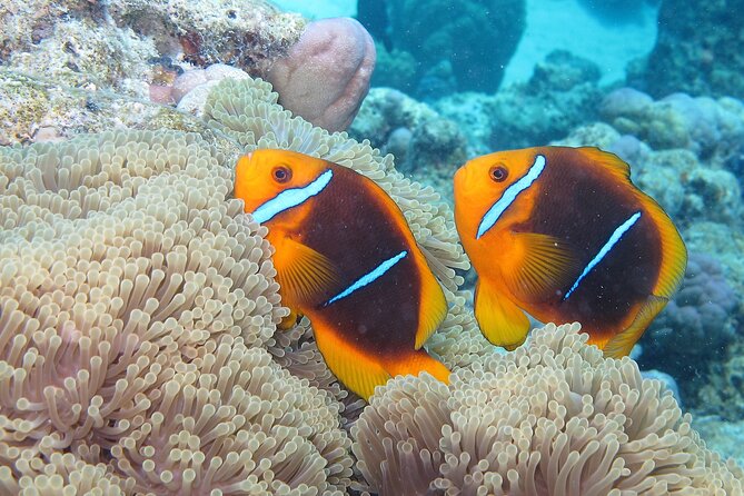 Romantic Dive for beginners in Bora Bora (2 people) with Video - Who will get the most from this experience