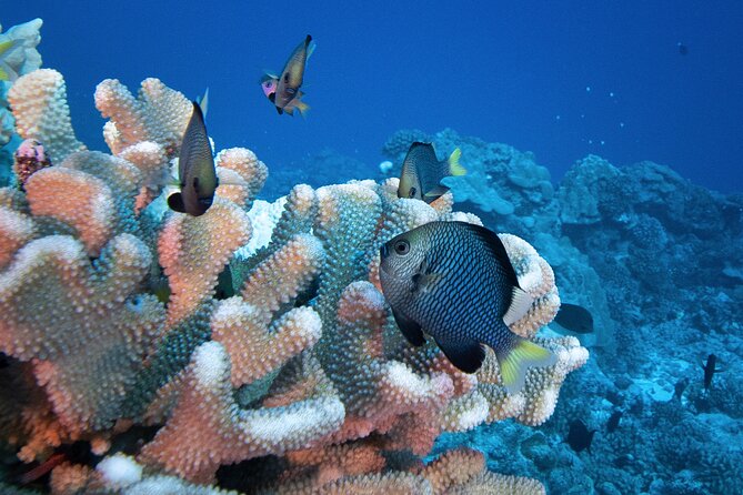 Romantic Dive for beginners in Bora Bora (2 people) with Video - Booking, cancellation, and practical details