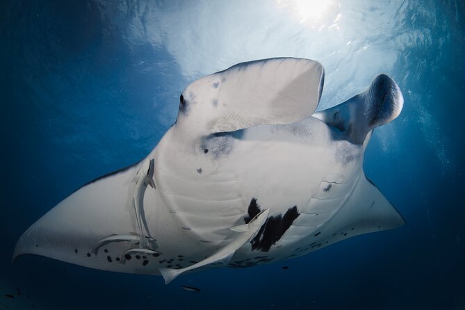 Romantic dive in the lagoon of Bora Bora. Private instructor on a shared boat - A Private Underwater Session for Two