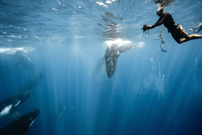Sacred Experience Swimming with a Whale in Moorea - Four hours from Marina Vai’are to the open sea