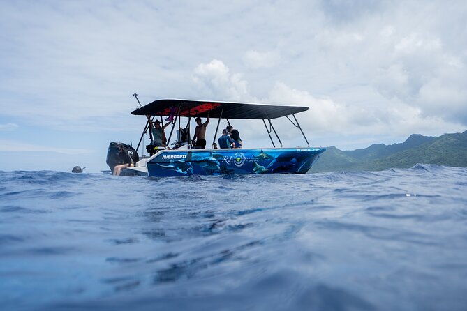 Sacred Experience Swimming with a Whale in Moorea - Choosing the best departure time