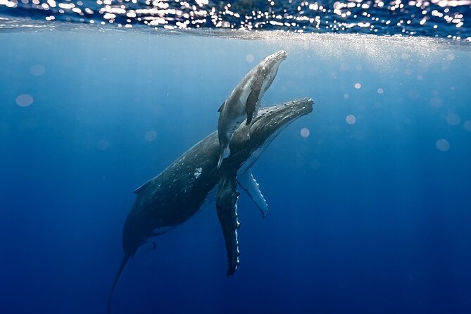 Sacred Experience Swimming with a Whale in Moorea - Reading whale behavior before entering the water