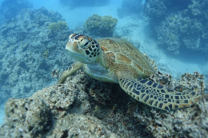 Sea Scooter Jet Snorkeling "Moorea Dream Adventure" - Starting at the Sofitel at 8:00 a.m.