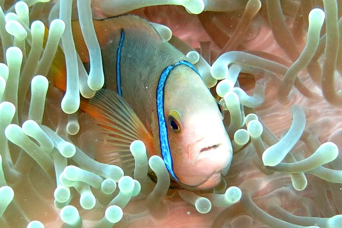 Sea Scooter Jet Snorkeling "Moorea Dream Adventure" - Three sites, three different kinds of sea life