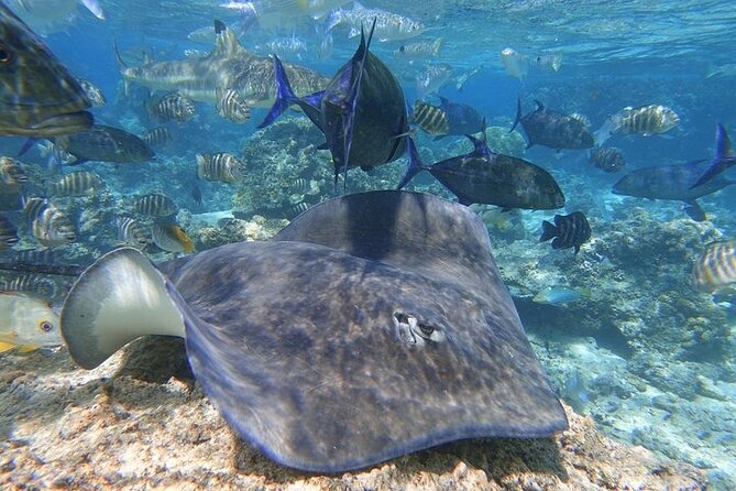 Sea Scooter Jet snorkeling "Moorea Reef Adventure" - Starting at 2 pm with a small crew
