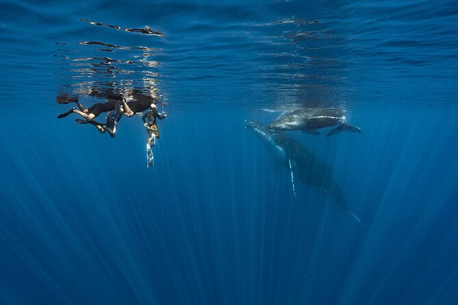 Shared Whale Expedition - Searching Moorea’s water for humpback whales