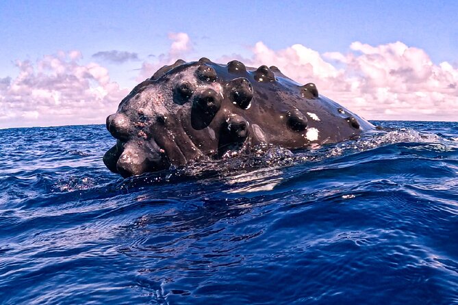 Shared Whale Expedition - Beyond the whales: turtles, rays, sharks, and dolphins