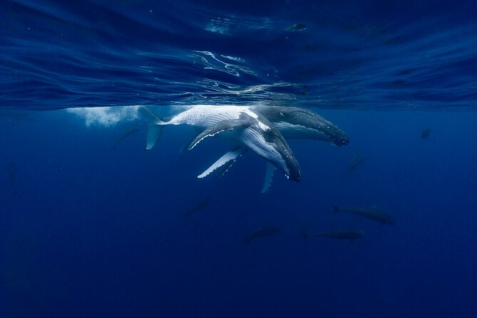 Shared Whale Expedition - Why the six-person limit matters