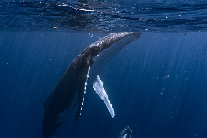 Shared Whale Expedition - The moment you enter the water