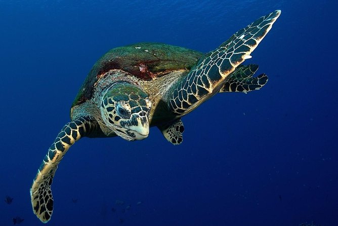 Small group snorkeling (5 people max): Turtles at 7:30am - Why the 7:30am start matters in Tahiti
