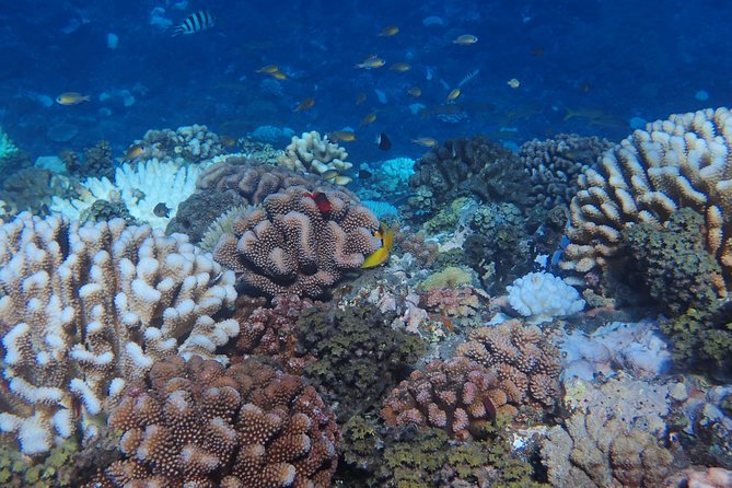 Small group snorkeling (5 people max): Turtles at 7:30am - The included photo service