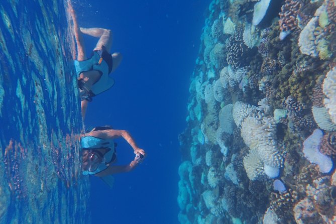 Small group snorkeling (5 people max): Turtles at 7:30am - Who should book this morning outing?