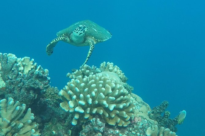 Small group snorkeling (5 people max): Turtles at 7:30am - Booking and cancellation details