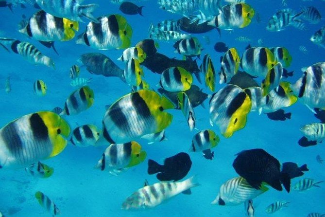 Small group snorkeling (5 people max): wrecks & tropical fishes at 1:00pm - Key points to know before booking