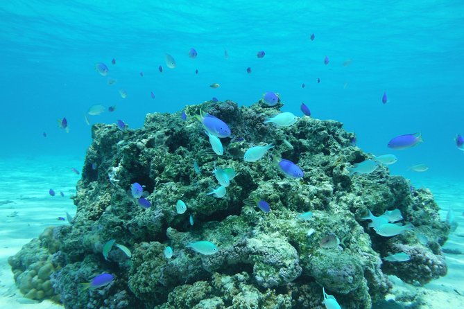 Small group snorkeling (5 people max): wrecks & tropical fishes at 1:00pm - The free photos are more useful than a small souvenir