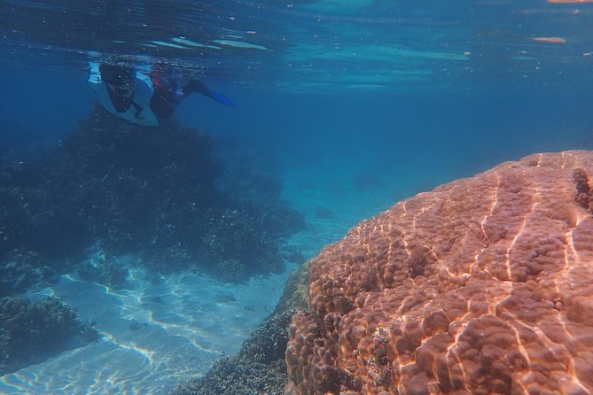 Small group snorkeling (5 people max): wrecks & tropical fishes at 10:30am - Is $99.67 a good value?
