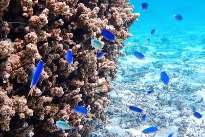 Snorkeling EN Small Group Tour in Tahiti - Looking for eagle rays near Faa’a