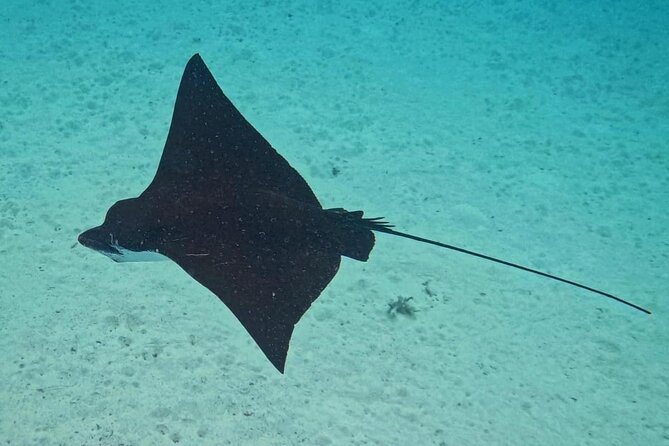 Snorkeling EN Small Group Tour in Tahiti - Equipment, snacks, and the human touch