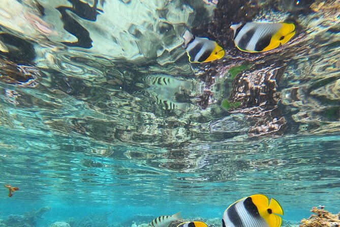 Snorkeling EN Small Group Tour in Tahiti - What the group size means on the water