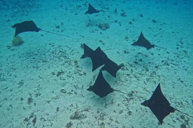 Snorkeling EN Small Group Tour in Tahiti - Starting at Punaauia with long-billed dolphins