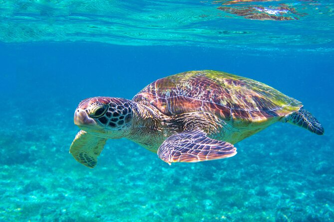 Snorkeling EN Underwater Scooter in Tahiti - Getting comfortable with the equipment