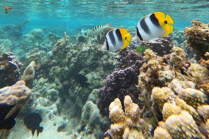 Snorkeling EN Underwater Scooter in Tahiti - Coral gardens and Tahiti’s reef fish