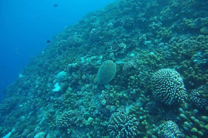 Snorkeling EN Underwater Scooter in Tahiti - Turtles, rays, sharks, and tropical fish