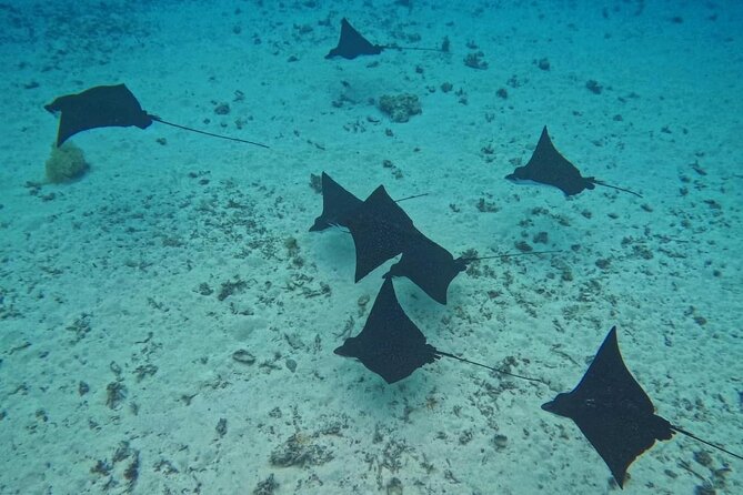 Snorkeling EN Underwater Scooter in Tahiti - How the guides shape the outing