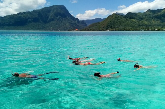 Snorkeling excursion and encounter with marine fauna in Moorea - Is the $131.18 price fair?