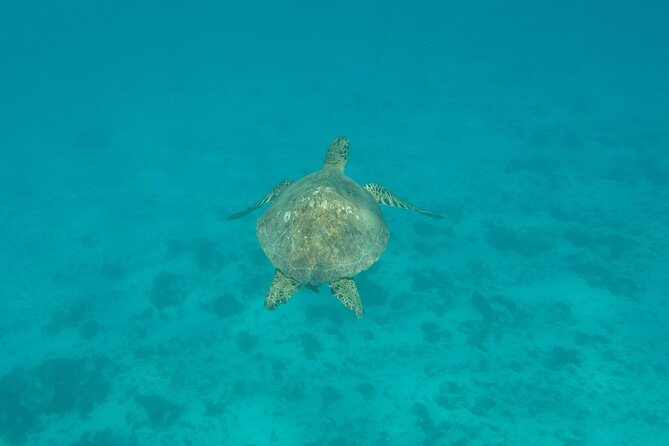Snorkeling excursion and encounter with marine fauna in Moorea - What to bring for a comfortable day