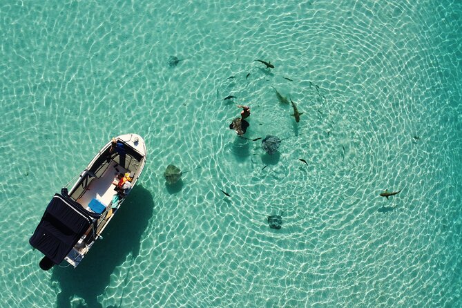 Snorkeling excursion, discovery of the lagoon, small group. - Why six people makes Moorea’s lagoon better