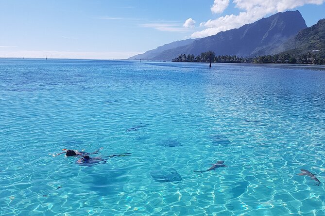 Snorkeling excursion, discovery of the lagoon, small group. - The first water experience: a slow tow for turtles