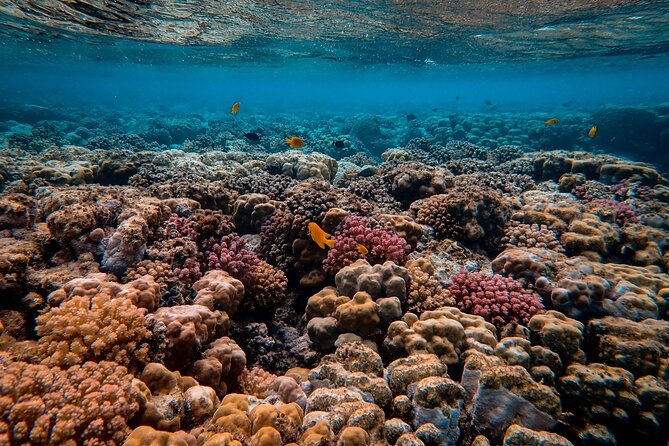 Snorkeling immersion in the wonders of Tahiti - What this Tahiti snorkeling trip is really about