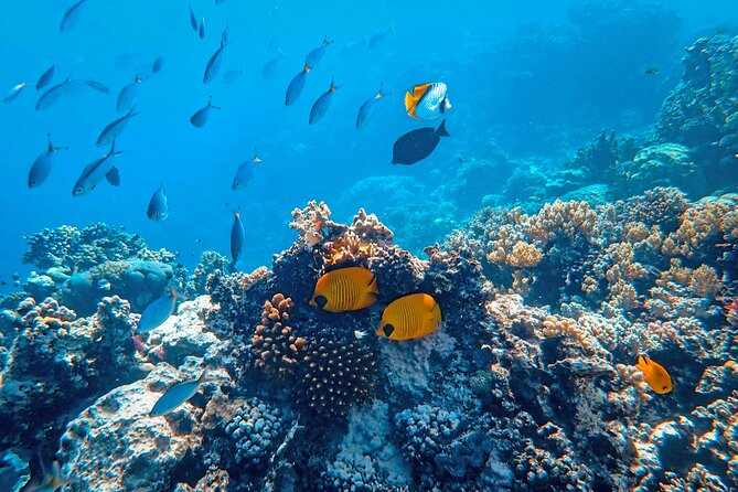 Snorkeling immersion in the wonders of Tahiti - Floating above Tahiti’s coral reef